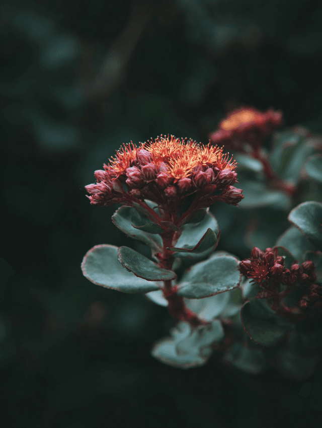 Rhodiola Root Extract